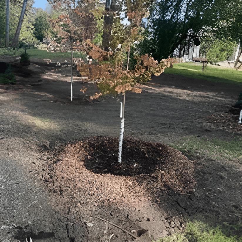 Young tree with a white-wrapped trunk planted in a fresh mound of dark mulch.